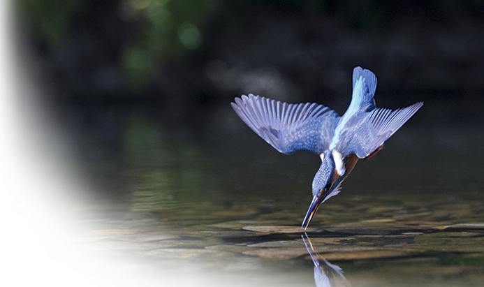 Kingfisher diving into water