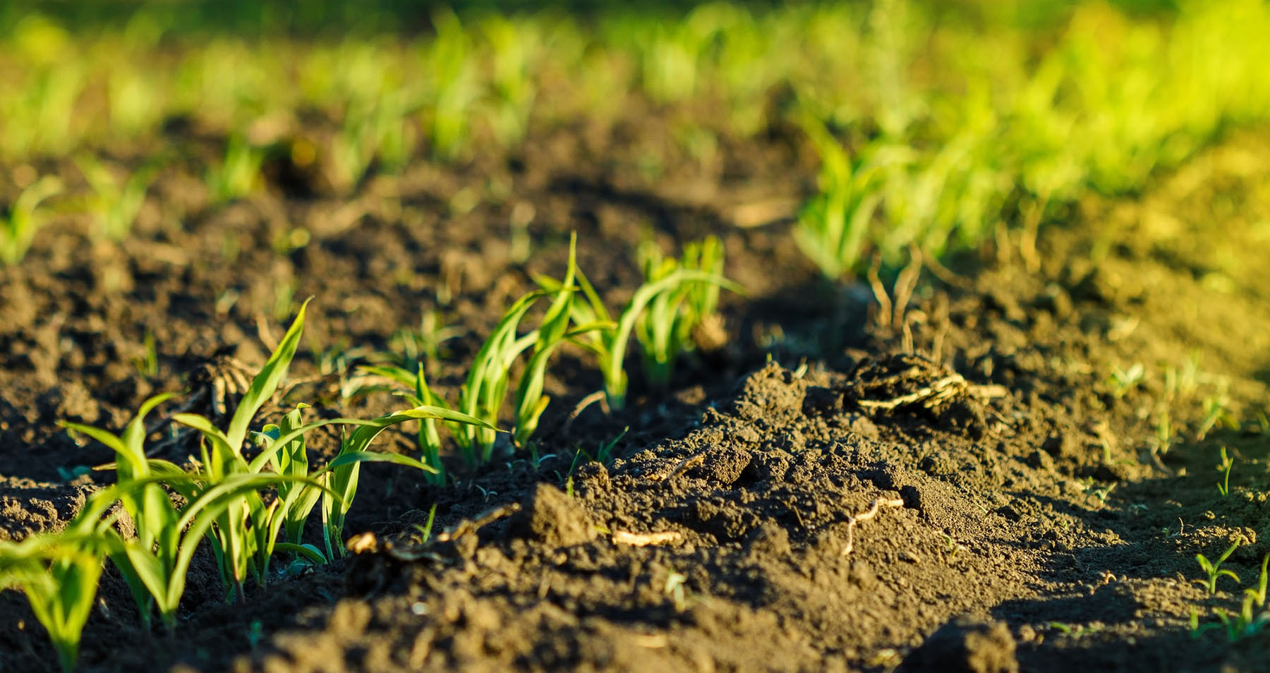 Seedlings in Field